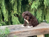 Kade, a male Portuguese Water Dog for sale in Millersburg, OH – 6 of 6