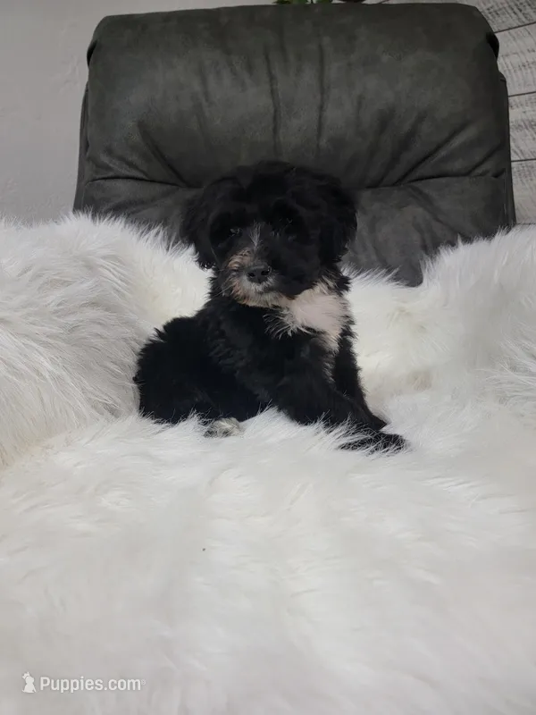 Benji – Portuguese Water Dog puppy for sale in Millersburg, OH
