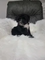 Benji, a male Portuguese Water Dog for sale in Millersburg, OH – 1 of 4