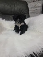 Benji, a male Portuguese Water Dog for sale in Millersburg, OH – 4 of 4