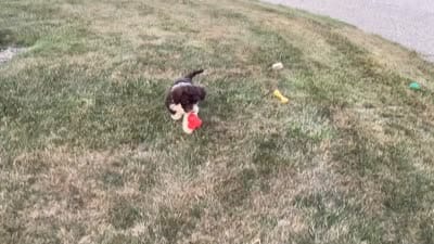 Hali, a female Portuguese Water Dog for sale in Millersburg, OH – 5 of 5