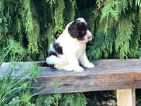 Lincoln, a male Portuguese Water Dog for sale in Millersburg, OH – 2 of 8