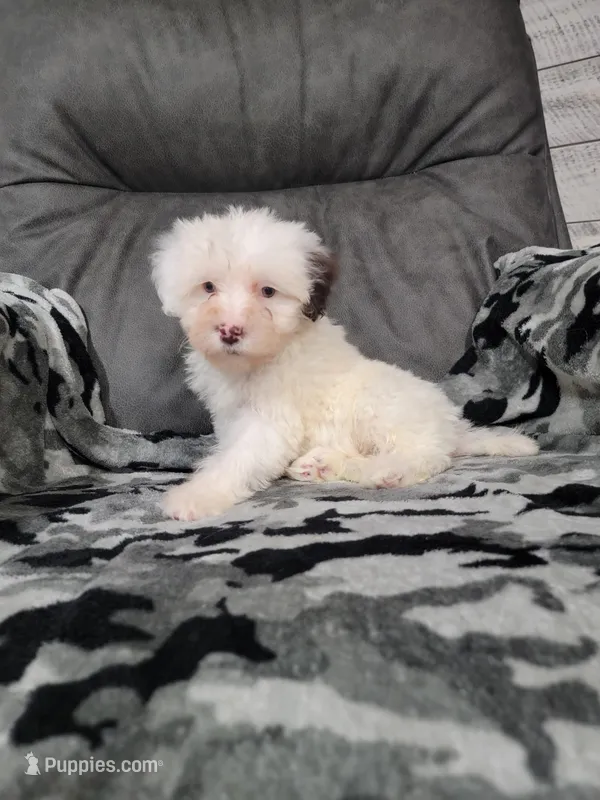 Mason – Portuguese Water Dog puppy for sale in Millersburg, OH