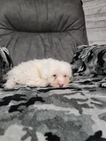 Mason, a male Portuguese Water Dog for sale in Millersburg, OH – 4 of 5