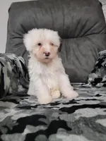 Mason, a male Portuguese Water Dog for sale in Millersburg, OH – 2 of 5