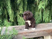 Kade, a male Portuguese Water Dog for sale in Millersburg, OH – 2 of 6