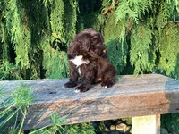 Zeke, a male Portuguese Water Dog for sale in Millersburg, OH – 2 of 5