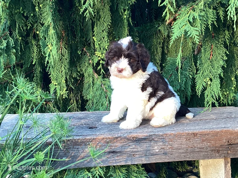 Lincoln – Portuguese Water Dog puppy for sale in Millersburg, OH