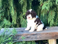Lincoln, a male Portuguese Water Dog for sale in Millersburg, OH – 5 of 8