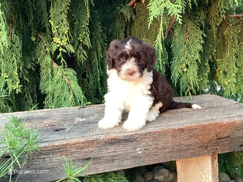 Roscoe – Portuguese Water Dog puppy for sale in Millersburg, OH
