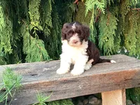 Roscoe, a male Portuguese Water Dog for sale in Millersburg, OH – 2 of 7