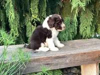Roscoe, a male Portuguese Water Dog for sale in Millersburg, OH – 6 of 7