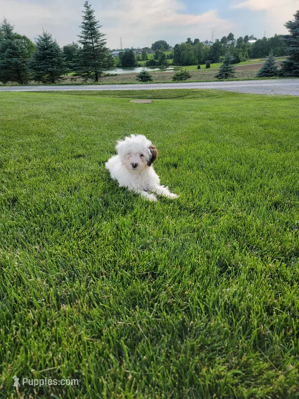 Mason – Portuguese Water Dog puppy for sale in Millersburg, OH