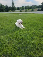 Mason, a male Portuguese Water Dog for sale in Millersburg, OH – 1 of 9