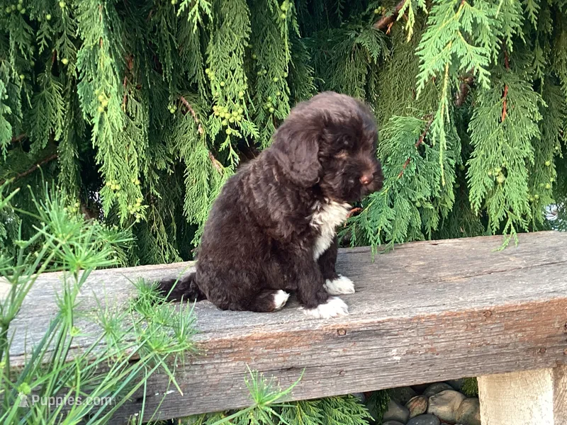 Kade – Portuguese Water Dog puppy for sale in Millersburg, OH