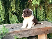 Roscoe, a male Portuguese Water Dog for sale in Millersburg, OH – 4 of 7