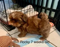Rocky, a male Shih Tzu for sale in Schererville, IN – Photo 3 of 3