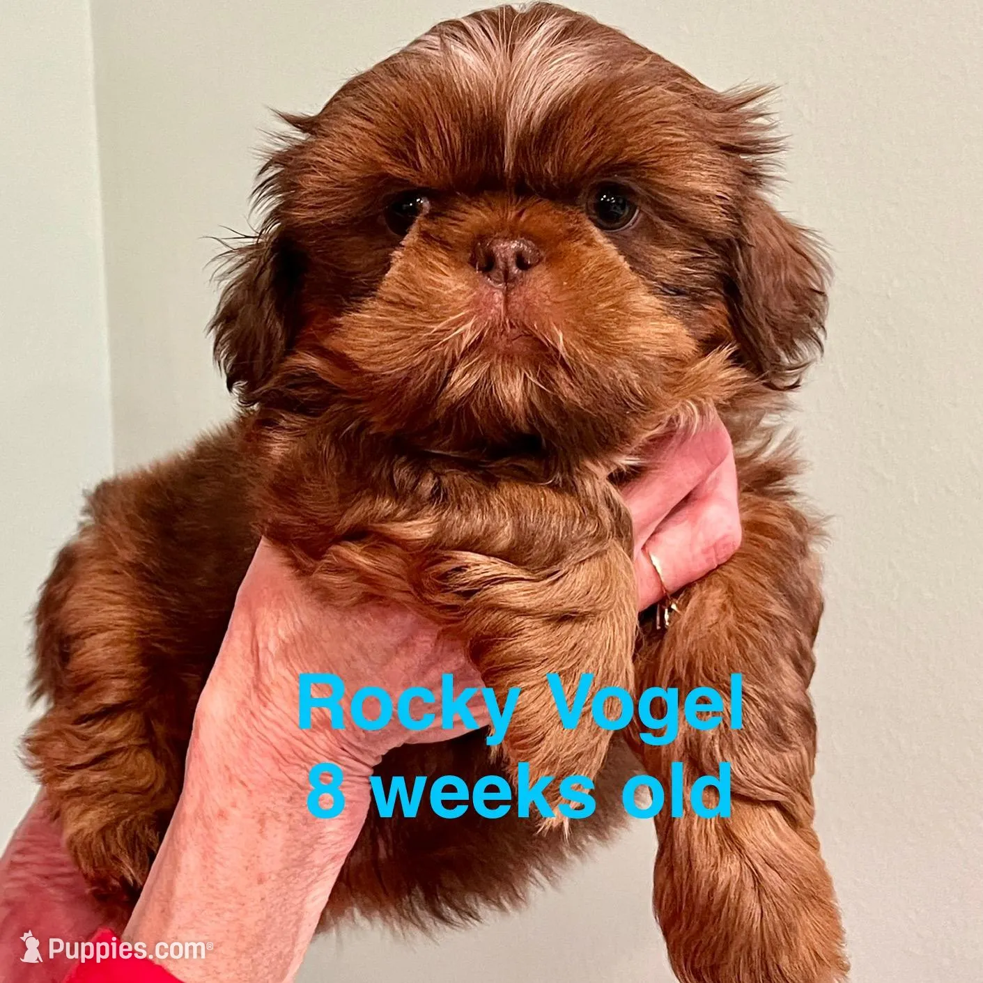 Rocky, a male Shih Tzu for sale in Schererville, IN – Photo 2 of 3