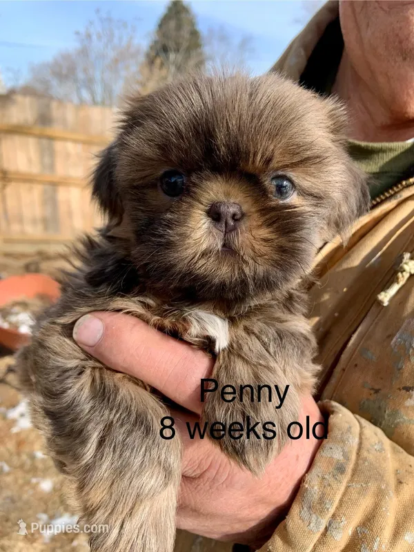Penny