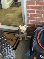 STOVER , a male Yorkshire Terrier for sale in Kinston, NC – 2 of 3