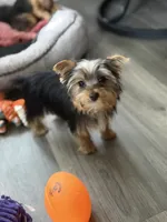 MAX, a male Yorkshire Terrier for sale in Kinston, NC – 4 of 4