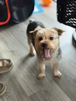 STOVER , a male Yorkshire Terrier for sale in Kinston, NC – 3 of 3