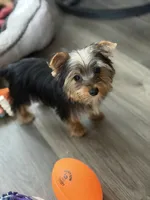 MAX, a male Yorkshire Terrier for sale in Kinston, NC – 3 of 4