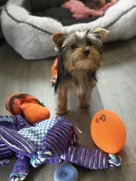 MAX, a male Yorkshire Terrier for sale in Kinston, NC – 2 of 4