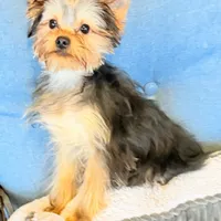 ASTI, a male Yorkshire Terrier for sale in Kinston, NC – Photo 8 of 8