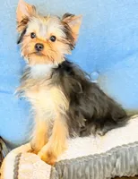 ASTI, a male Yorkshire Terrier for sale in Kinston, NC – Photo 8 of 8