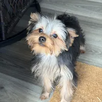 ASTI, a male Yorkshire Terrier for sale in Kinston, NC – Photo 2 of 8