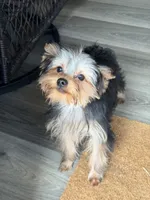 ASTI, a male Yorkshire Terrier for sale in Kinston, NC – Photo 2 of 8