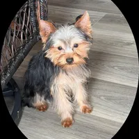 ASTI, a male Yorkshire Terrier for sale in Kinston, NC – Photo 7 of 8