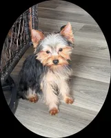 ASTI, a male Yorkshire Terrier for sale in Kinston, NC – Photo 7 of 8