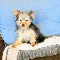 ASTI, a male Yorkshire Terrier for sale in Kinston, NC – Photo 6 of 8