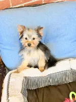 ASTI, a male Yorkshire Terrier for sale in Kinston, NC – Photo 6 of 8