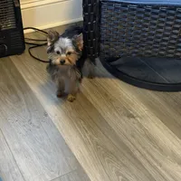 ASTI, a male Yorkshire Terrier for sale in Kinston, NC – Photo 3 of 8