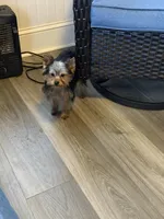 ASTI, a male Yorkshire Terrier for sale in Kinston, NC – Photo 3 of 8