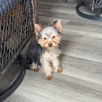 ASTI, a male Yorkshire Terrier for sale in Kinston, NC – Photo 4 of 8