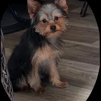 ASTI, a male Yorkshire Terrier for sale in Kinston, NC – Photo 1 of 8