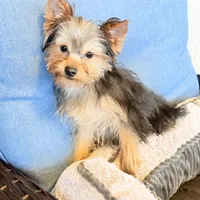 ASTI, a male Yorkshire Terrier for sale in Kinston, NC – Photo 5 of 8