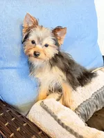 ASTI, a male Yorkshire Terrier for sale in Kinston, NC – Photo 5 of 8