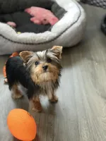 MAX, a male Yorkshire Terrier for sale in Kinston, NC – 1 of 4