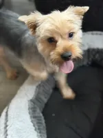 STOVER , a male Yorkshire Terrier for sale in Kinston, NC – 1 of 3