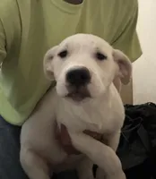 Babe, a female Dogo Argentino and American Pit Bull Terrier for sale in Canton, MI – 2 of 2