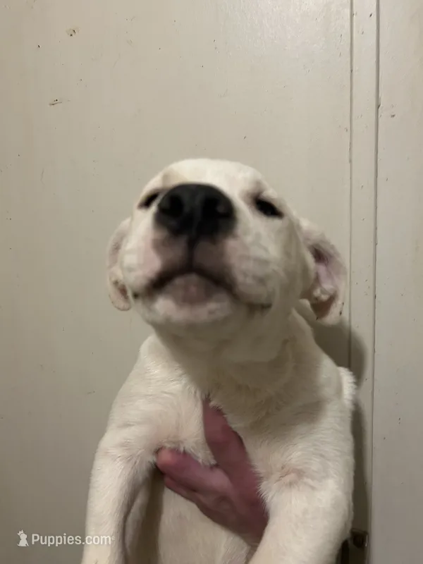 Babe, a female Dogo Argentino and American Pit Bull Terrier for sale in Canton, MI – 1 of 2
