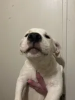 Babe, a female Dogo Argentino and American Pit Bull Terrier for sale in Canton, MI – 1 of 2