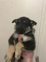 Zeus, a male German Shepherd Dog and Siberian Husky for sale in Canton, MI – Photo 2 of 3