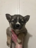 Zeus, a male German Shepherd Dog and Siberian Husky for sale in Canton, MI – Photo 3 of 3