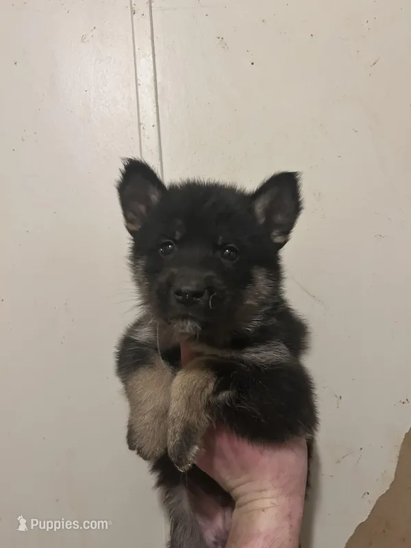 Zeus – German Shepherd Dog, Siberian Husky puppy for sale in Canton, MI